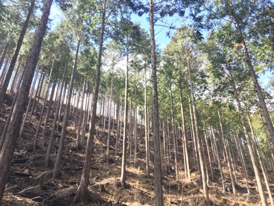 今日の山守り作業。杭打つ音に注目♪
