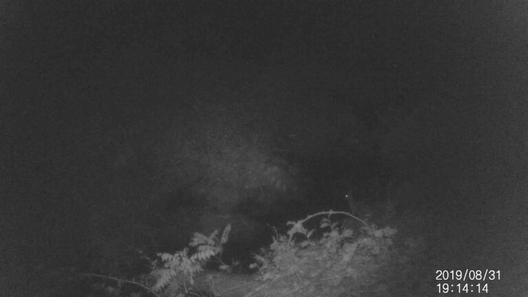 【貴重動画】沢を跳ぶ！うさぎさん。虹を描くようだゾ。