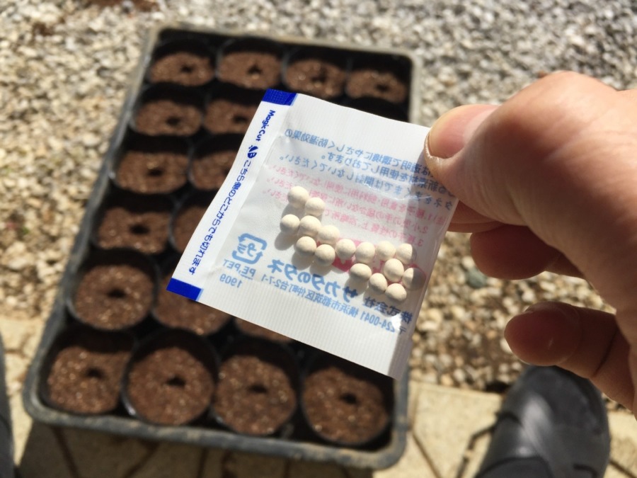 【種まきしました】ナス科三兄弟のトマトです。