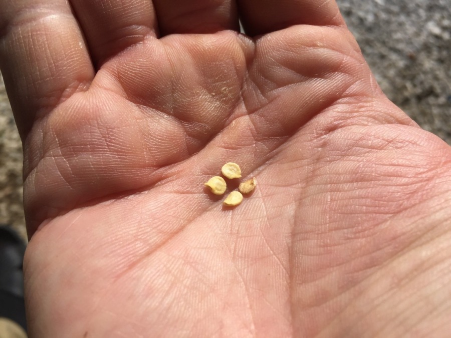 【種まきしました】ナス科三兄弟のピーマンです。