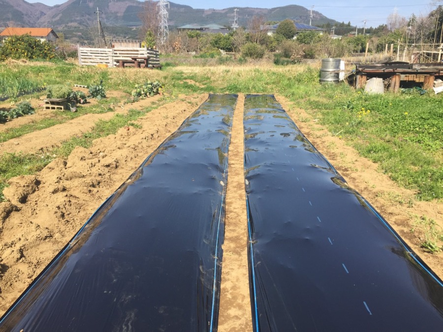 【今日のじゃが♪♬】マルチはりサンクス。