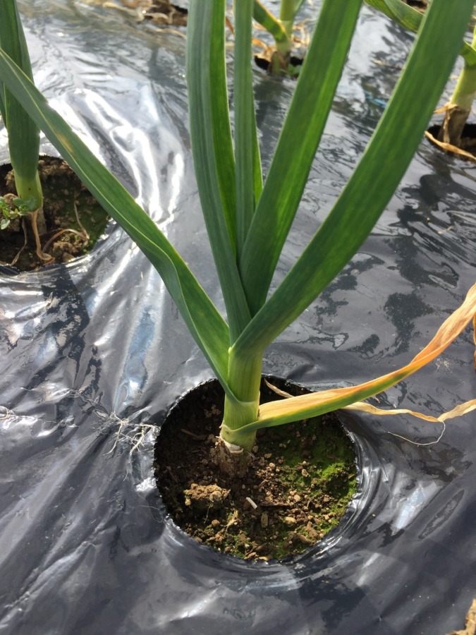 今日のネギ属。にんにくです。良い感じ。