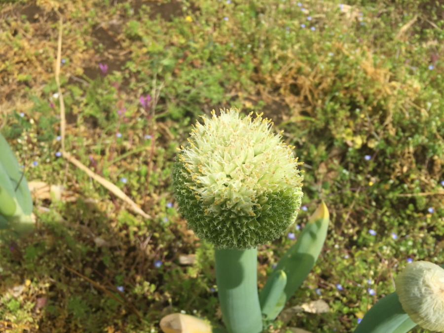 春のねぎぼーず祭り。あなたはどれがお好き？？