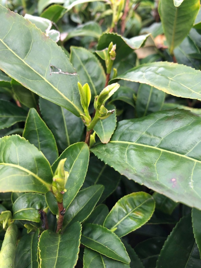 いまのお茶の芽は？？まだ芽吹いていません。