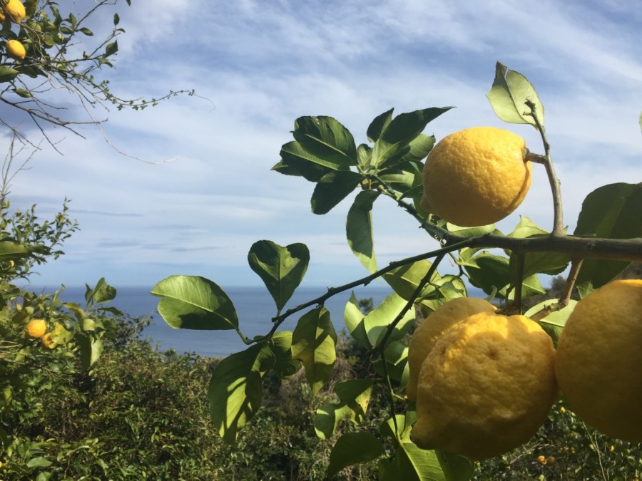 【聴く♬はたけ】レモン畑でホーホケキョの練習です。