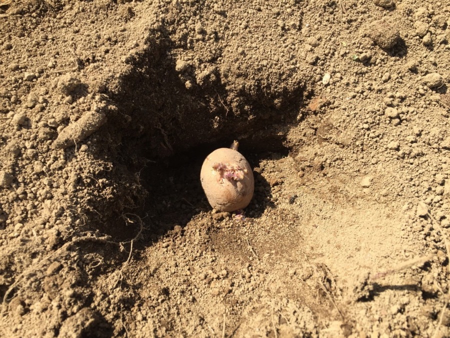 【今日のじゃが】種芋の植え付け終わったんじゃが。