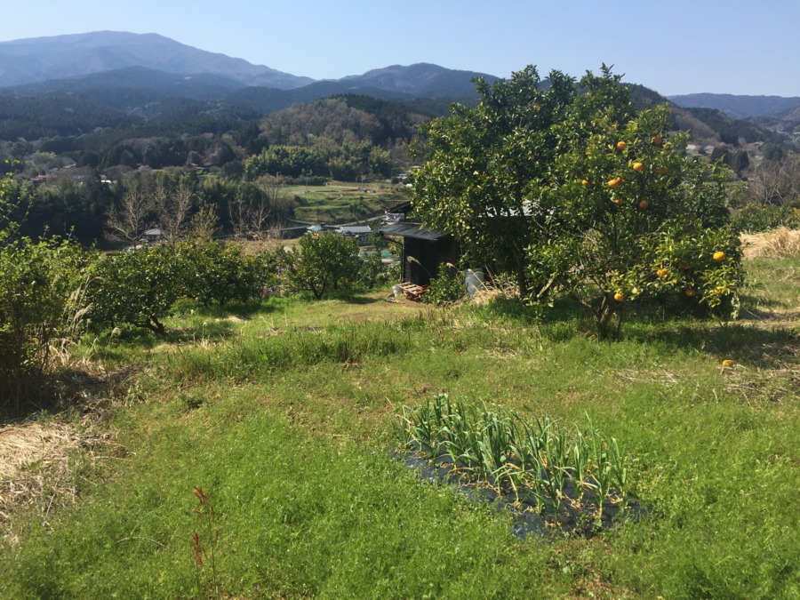【今日のにんにく】足柄神社下のにんにくです。緑が鮮やかで春♪♬