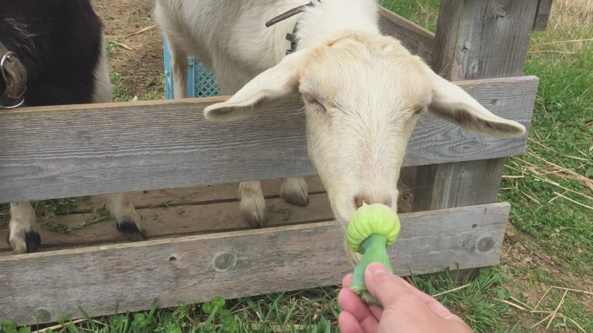 【これクイズでるヨ♪♬】ルナとおかーさんと、ねぎぼーず。