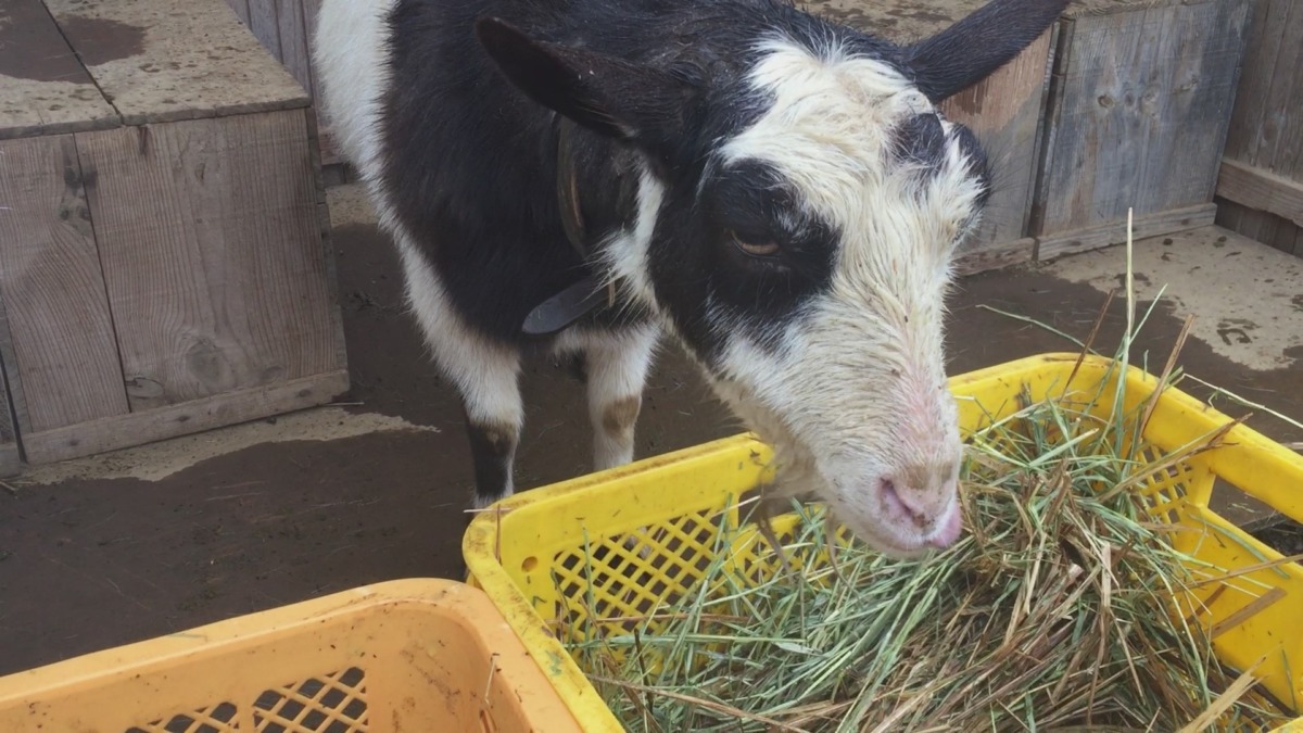 ルナがあきらめたヘイキューブは私が頂きました。