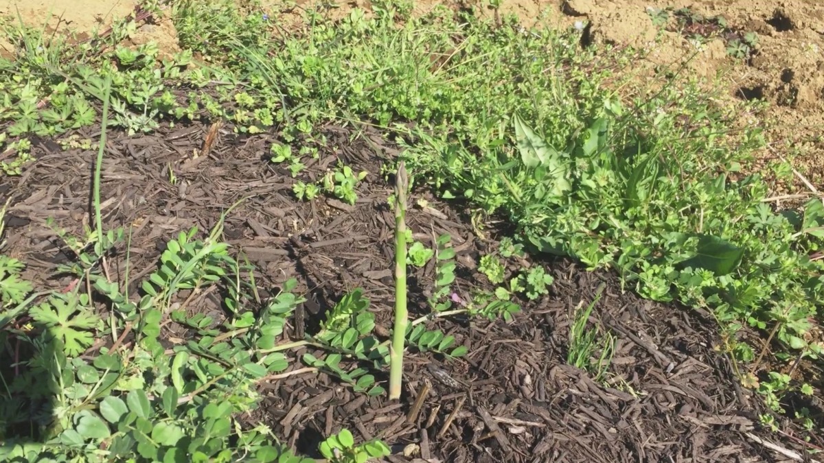 【おさんぽ動画♪】アスパラ→ねぎ族→白黒モンスター→じゃますルナ！