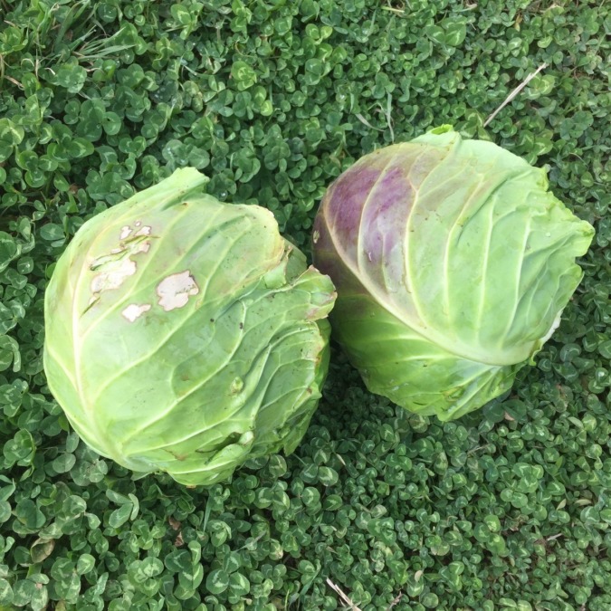 手ごろなサイズ、きゃべツインズ。