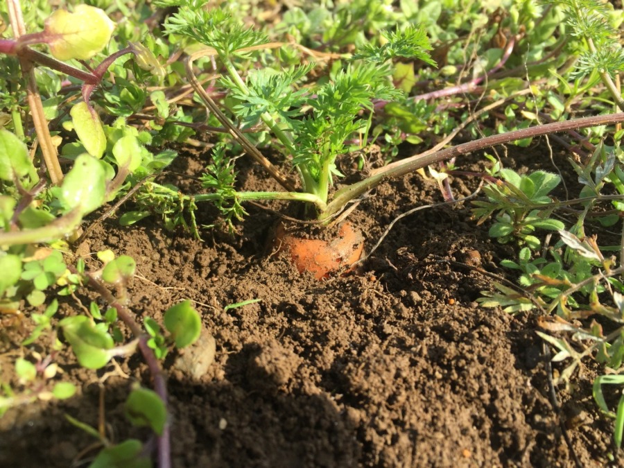 にんじん収穫楽しいヨ♪♬