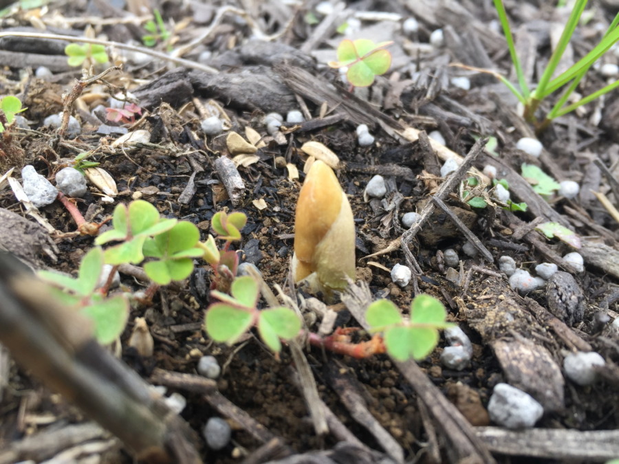 【はたけDE暦：草木萌動】ニョキっと出ずるアスパラさん