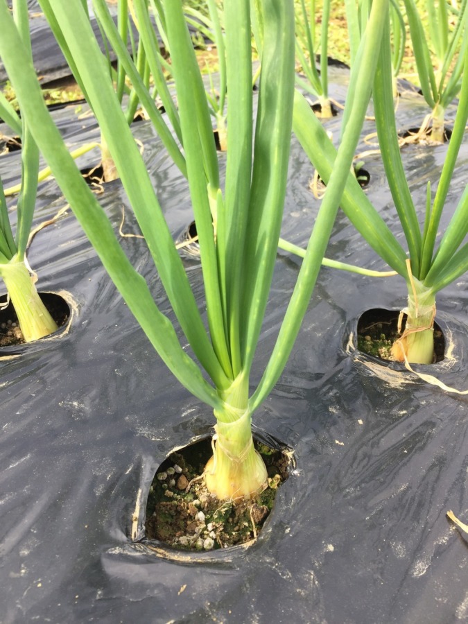 【今日のネギ属】これはたまねぎ。極早生はぷっくりと。