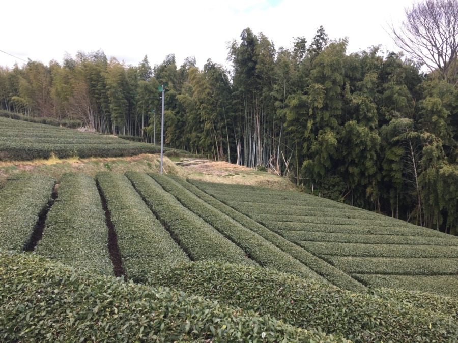 【防霜ファンの稼働開始！】出てくる新芽を守ります。