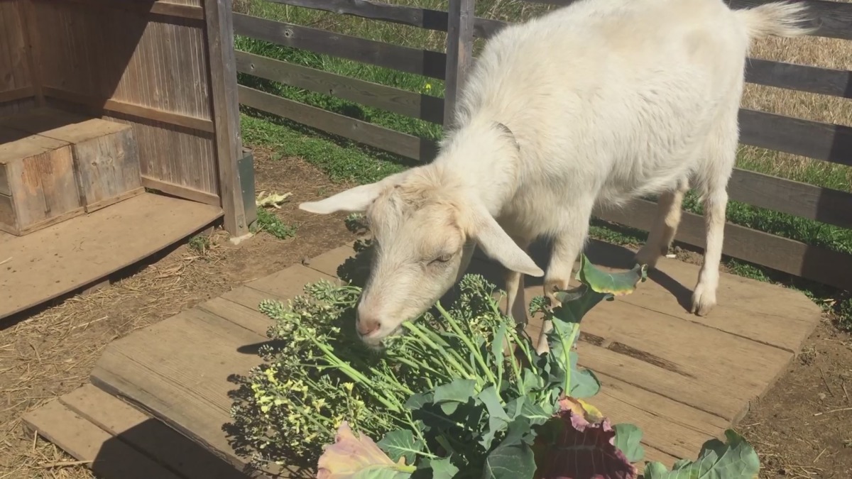 【ぶろっこりー美味しいyo】12秒付近で満足の一声♪♬