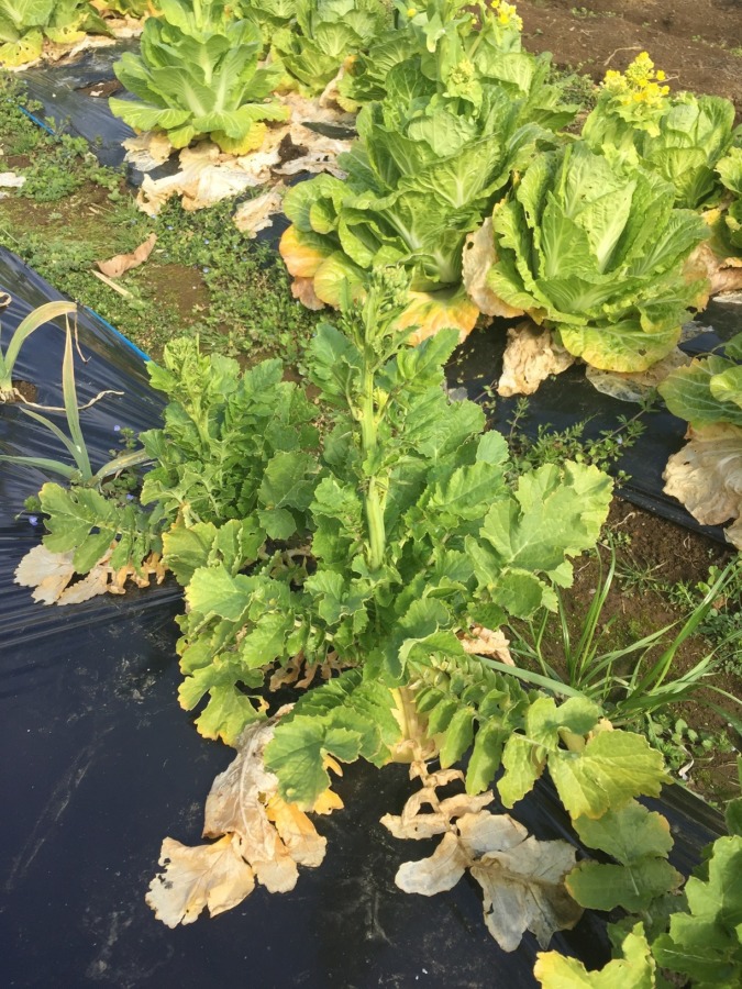 菜の花クイズ『答えは一週間後（くらい）』。