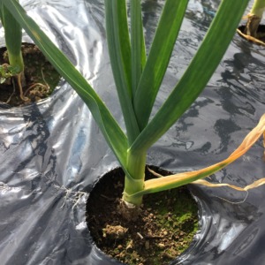 今日のネギ属。にんにくです。良い感じ。