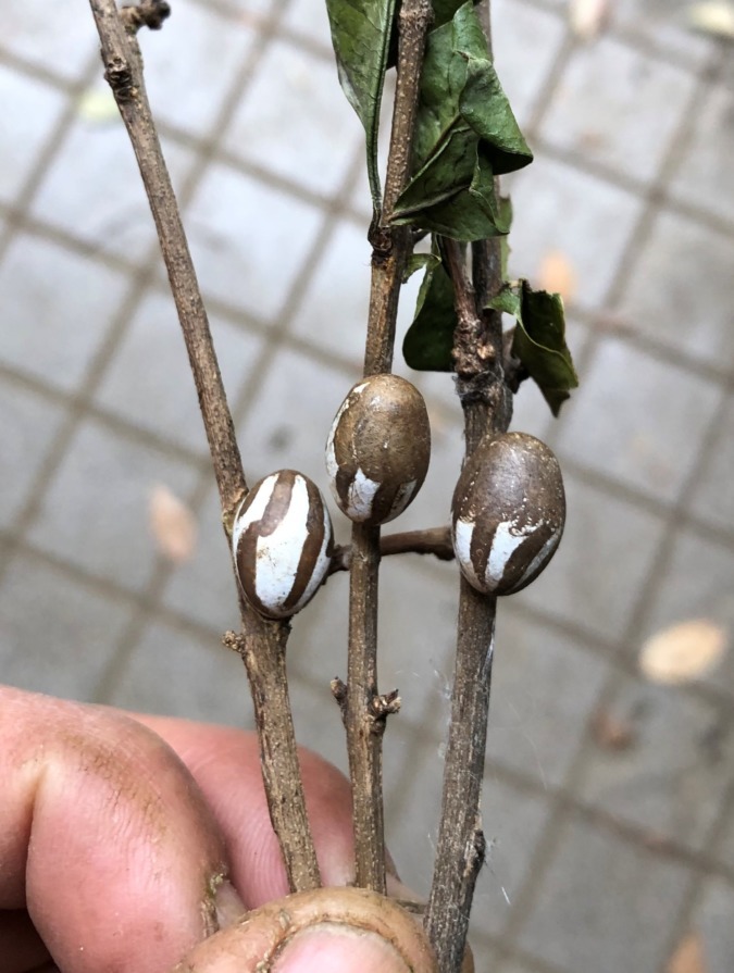 雀の小便たご～いらがの繭