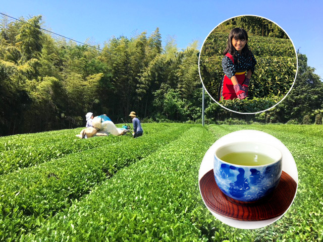 【5月10日（日）】茶畑で茶摘み＆美味しく淹れる！名産地足柄で茶畑体験