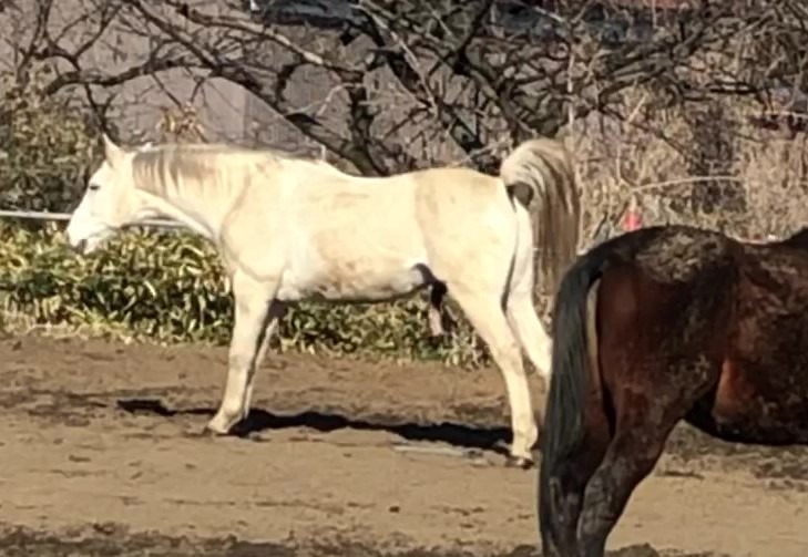 【閲覧注意♂】ネルさんのおしっこ