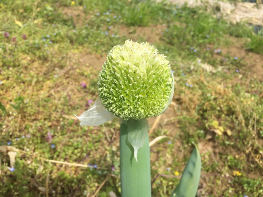 今日のねぎぼーず。きれいでしょ♪♬