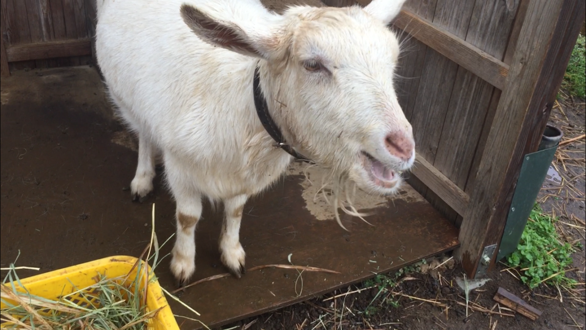 今日の朝食。ヘイキューブ固くてあきらめたyo。