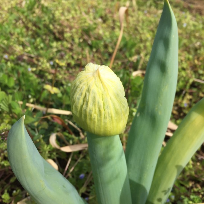 【クイズ：ネギ属たち】難易度=中級（制限時間120秒）