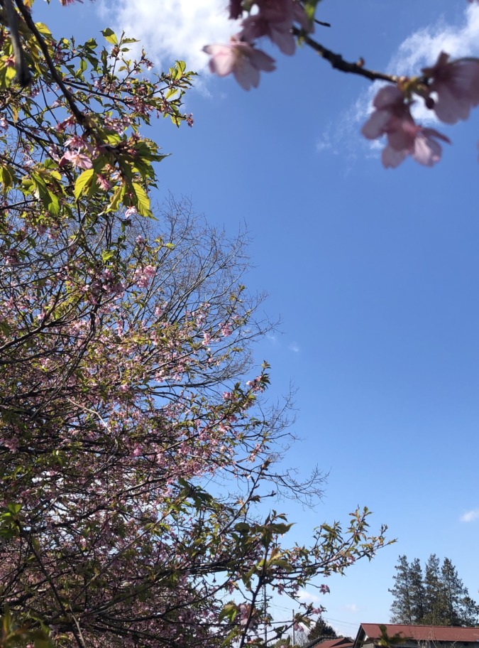 早咲きのさくら