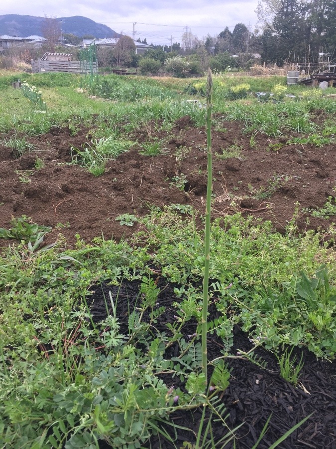 長ーーーーーい、アスパラさん一本。