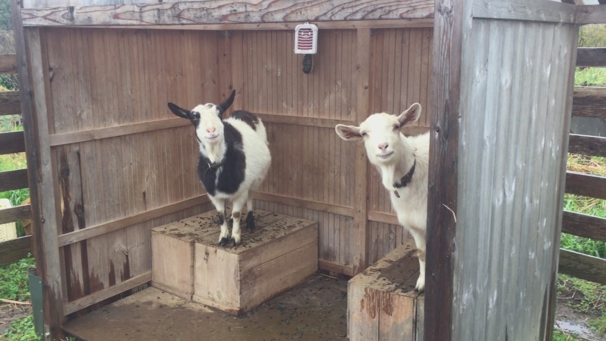今朝は冷たい雨。わたしブルブル、ルナもこもこ。