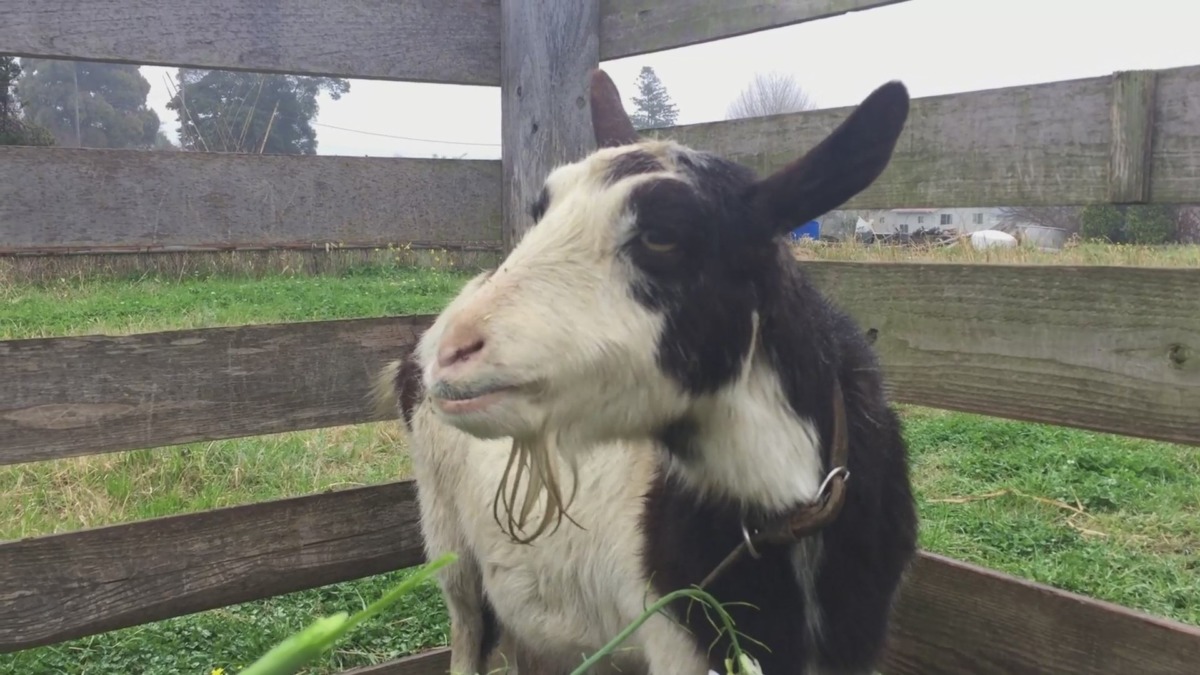 今日は予想外の雨。ヘイキューブはいつも固い。