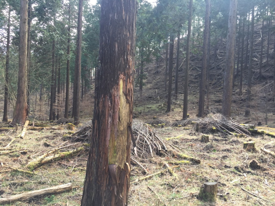 わたし、食べます。杉の樹皮。