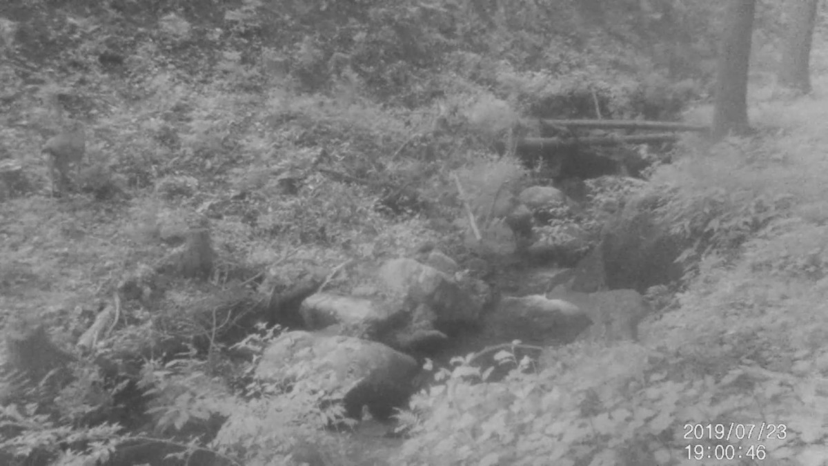 【癒しの夕方】鳴きながら沢を渡る仔鹿。対岸で待つのは？？