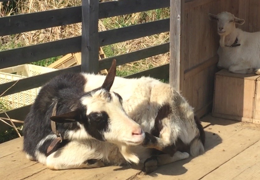 ぽかぽかヤギヨガ動画。ポーズは後ろ足であごワンタッチ。