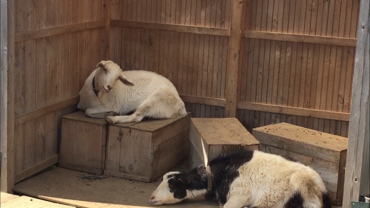 【やぎがかゆい時の動画など】おとといのお話です。