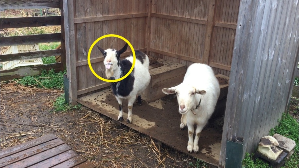 今日は雨☔。あれ、なんか出てます？？