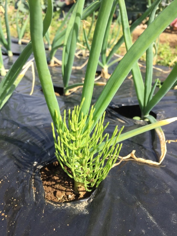 玉ねぎにスギナ。春らしい一枚。