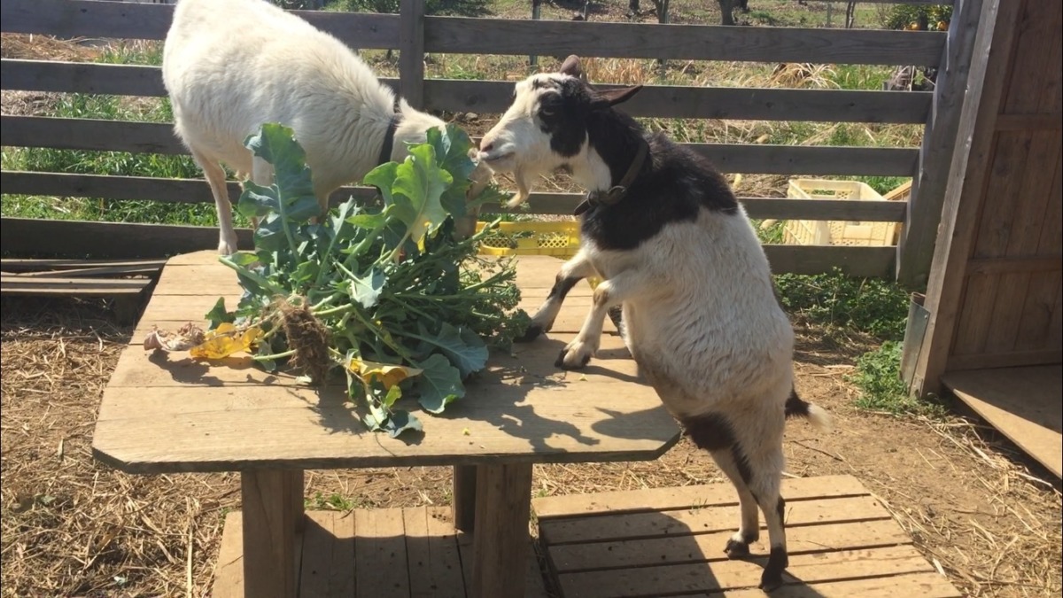 【二足立ち】わたしの背の高さを表現する画像を２枚。