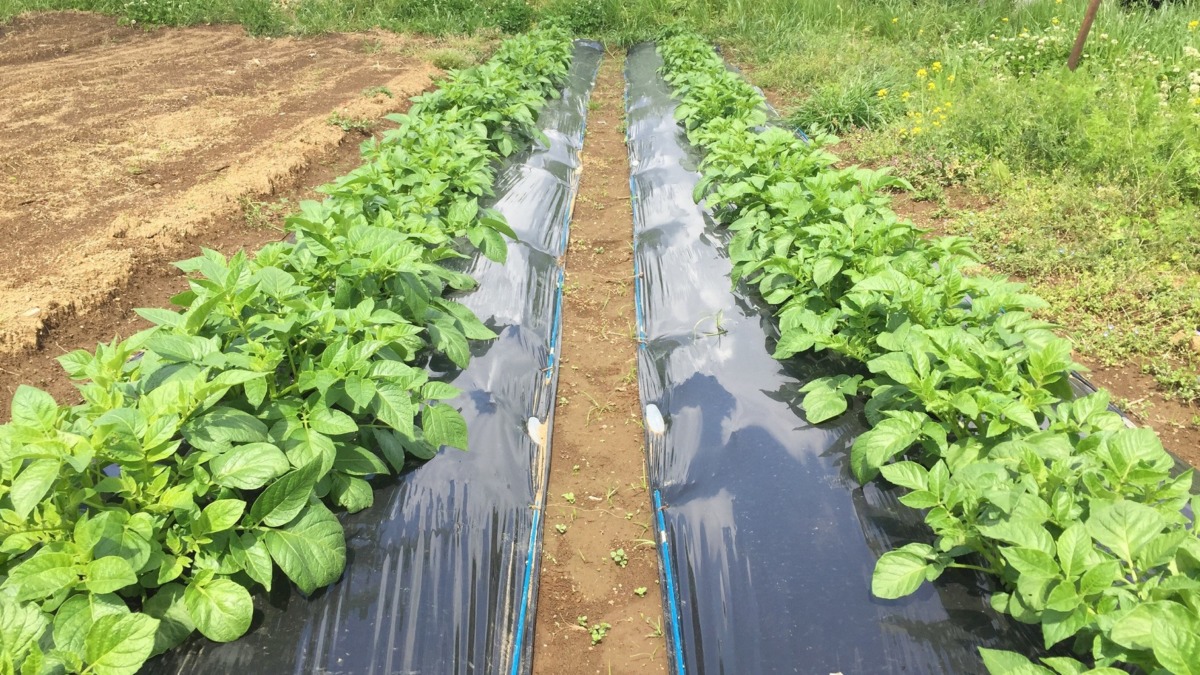 今日のじゃが。順調。そろそろ「芽かき」プリーズ。
