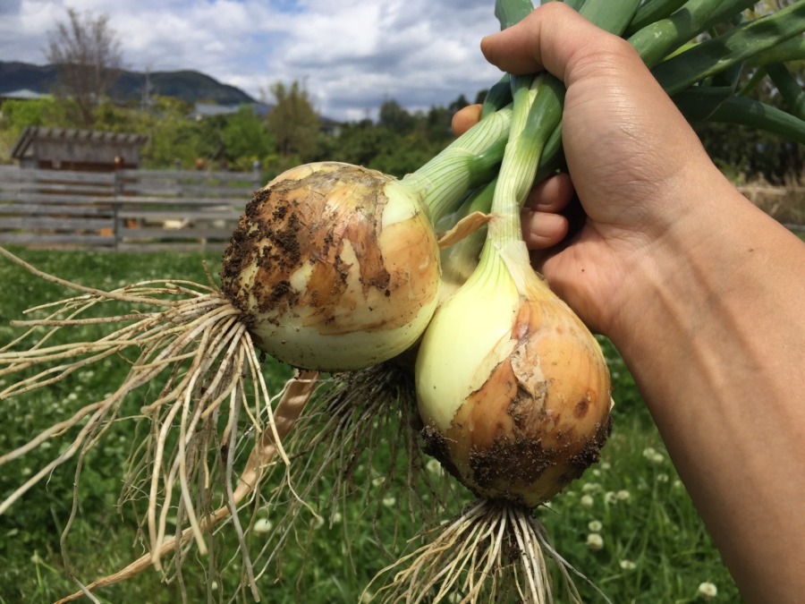 少しずつ収穫♪♬