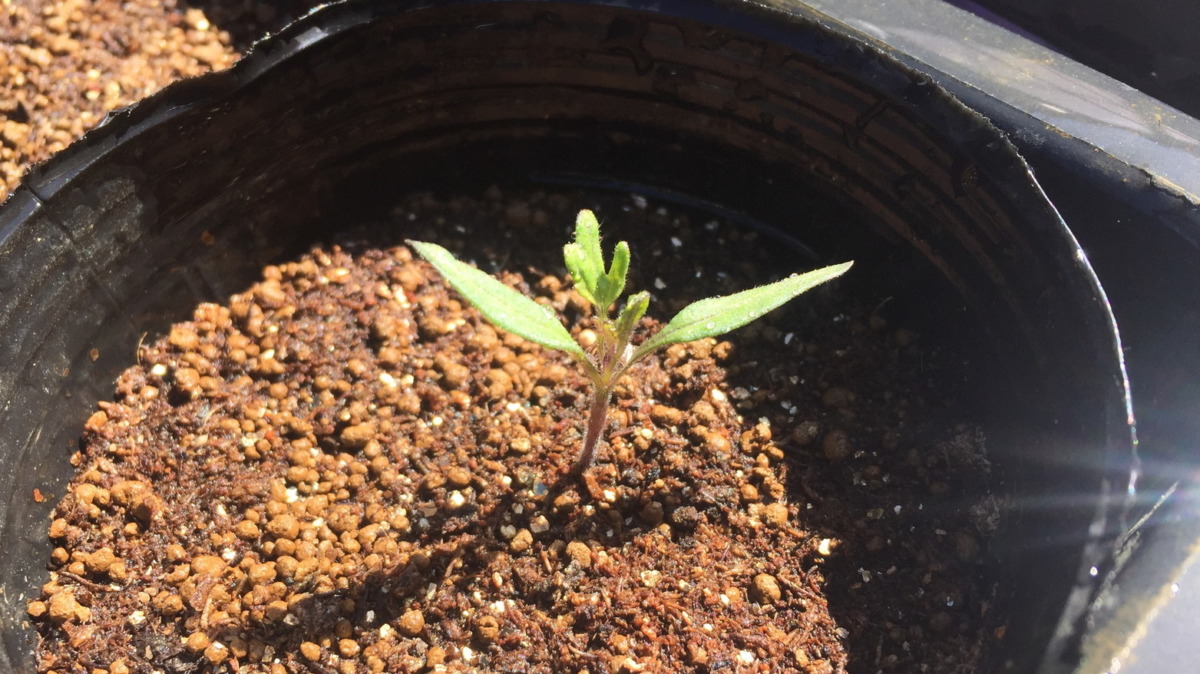 【とまとベイビの今】本葉が出てきてます (^ ^)/