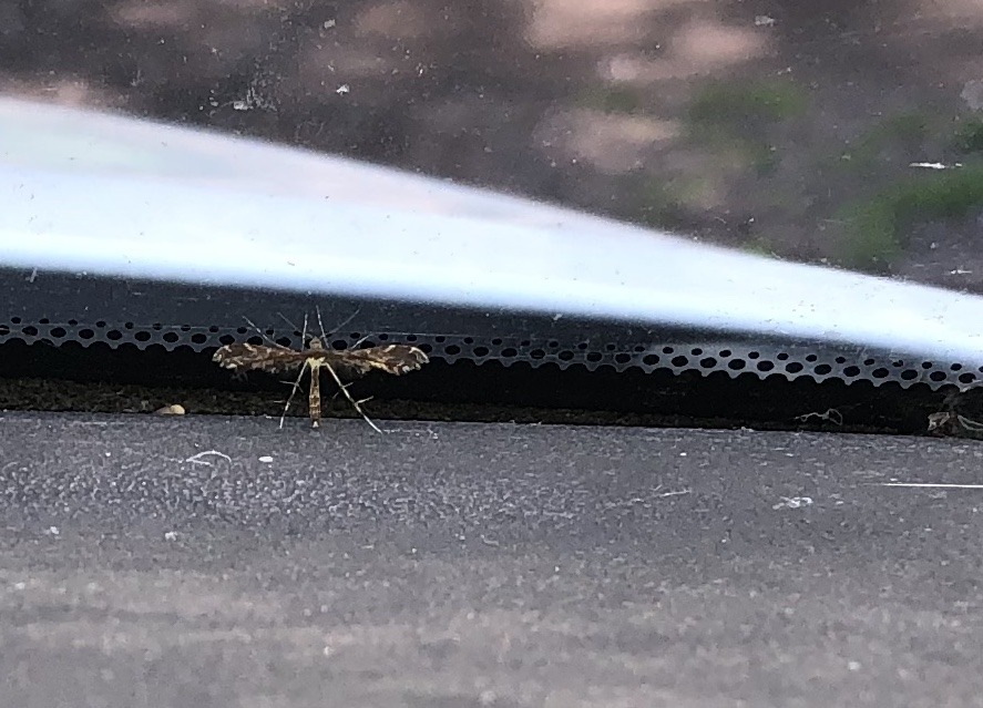 鳥羽蛾（とりばが）・その2