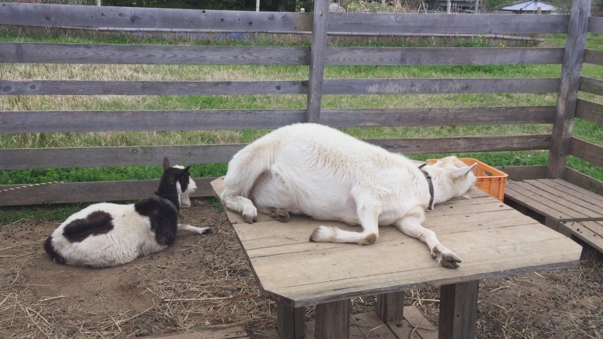 春のゴロゴロを画像で見てメ。