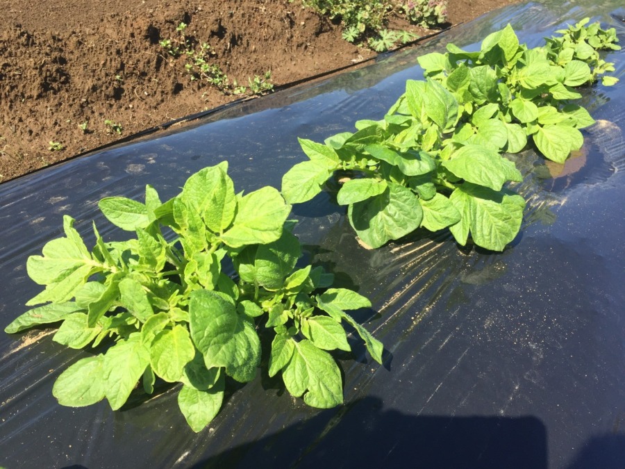 【今日のじゃが】今朝は4.5℃まで下がったんじゃが、霜は降りなかったようでホっ。