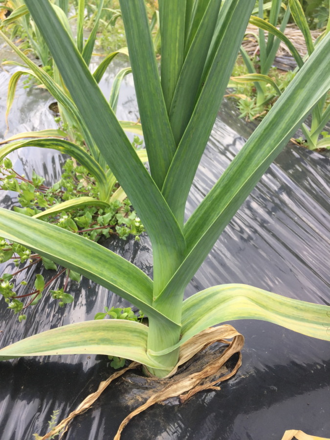 今日のにんにく。デカいのと、普通の。