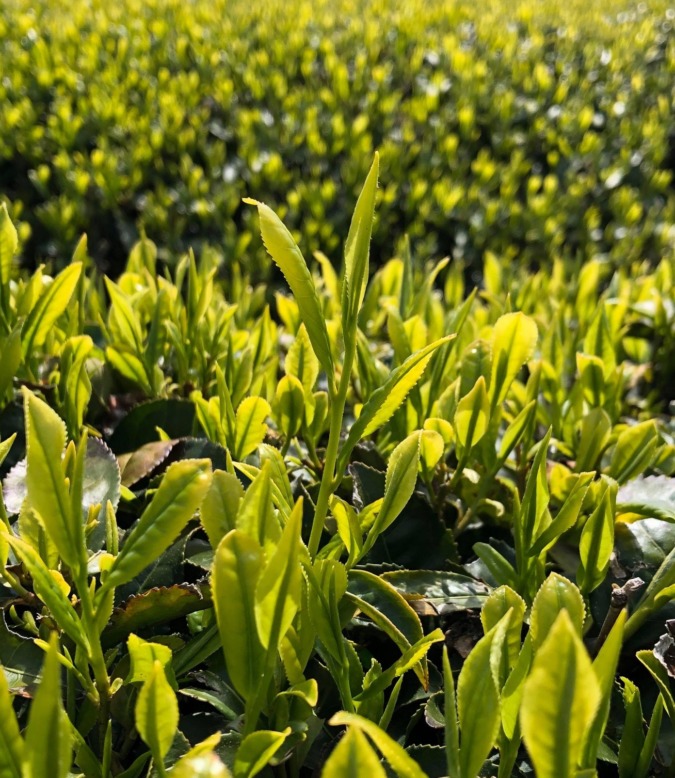 お茶畑のいま。八十八夜（5/2）まで、もうカウントダウン！
