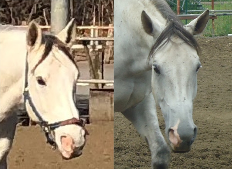 お馬の衣替え ー 換毛（かんもう）ー