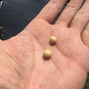 種まき、マルチ張り、防虫鳥ネット掛けサンクス。