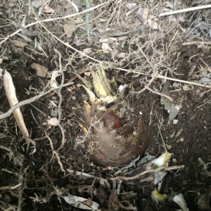 今が旬の竹の子です。（猪さんのお残しですが）